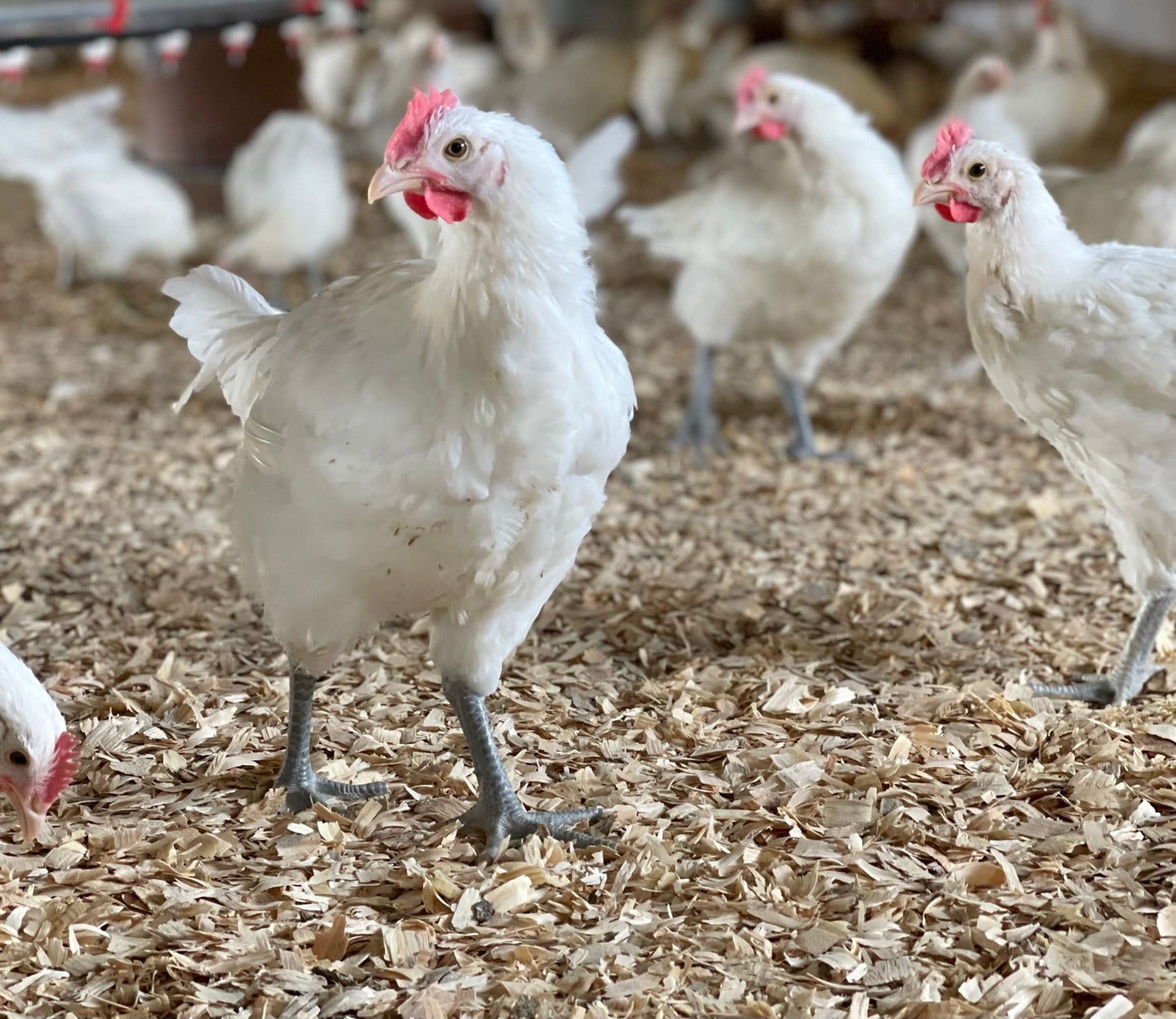 Case of 6 Poulet Bleu - FRESH, 3.0# ave.